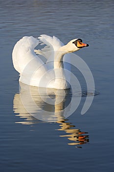 Mute swan - cygnus olor