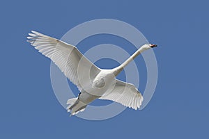 Mute Swan (Cygnus olor) photo
