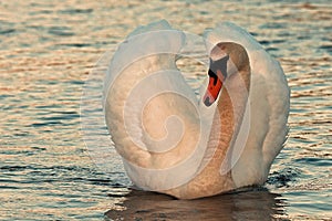 The mute swan Cygnus olor