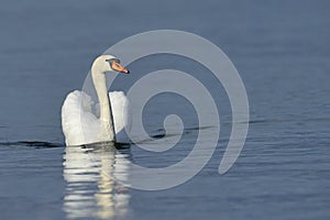 Mute swan (Cygnus olor