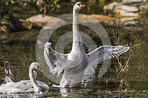 Mute swan (Cygnus olor)