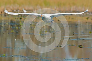 Mute Swan - Cygnus olor