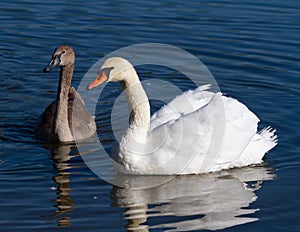 Mute swan, Cygnus olor. An adult bird and its chick swim on the morning river
