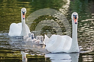 Mute Swan Cygnus olor adult and cute fluffy baby cygnets