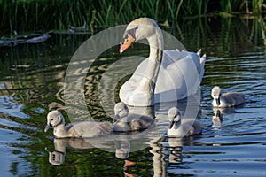 Mute Swan Cygnus olor adult and cute fluffy baby cygnets