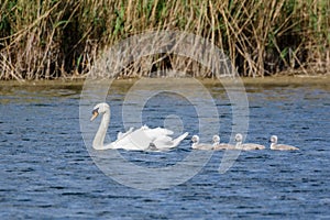 Mute Swan Cygnus olor adult and cute fluffy baby cygnets