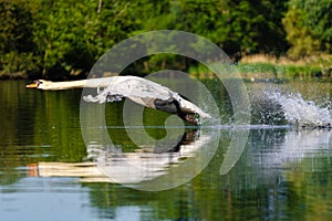 Mute swan (Cygnus olor) adult during take off, West London, England