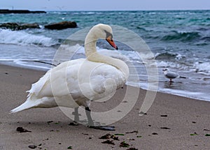 Mute swan Cygnus olor - adult white waterfowl swan resting on the beach of the Black Sea, Ukraine photo