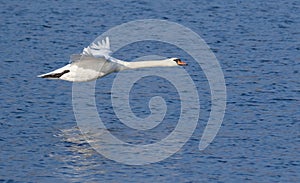 Mute swan, Cygnus olor. A beautiful bird flies low over the river