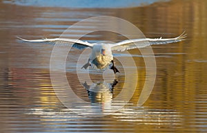 Mute swan, Cygnus olor. The bird flies low over the river