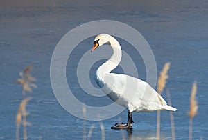 Mute swan, Cygnus olor. The bird is on the ice, the river is not yet frozen in spring