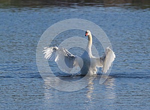Mute swan, Cygnus olor. A bird rose above the water and flapped its wings