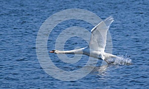 Mute swan, Cygnus olor. A bird takes off and flies over the river