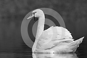 Mute swan Cygnus olor, black and white photo of the large white bird. Bird swim in the water and eat some water plants
