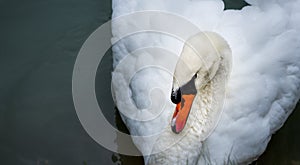 Mute swan Cygnus olor.