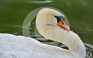 Mute swan Cygnus olor.