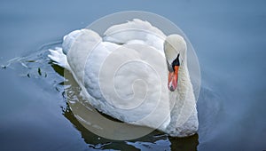 Mute swan Cygnus olor.