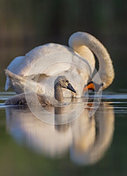 Mute Swan - Cygnus olor - cygnet with an adult bird