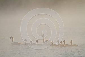 Mute swan, Cygnus olor. In the early morning, a family of swans floats on the river in the fog
