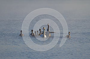 Mute swan, Cygnus olor. In the early morning, a family of swans floats on the river in the fog