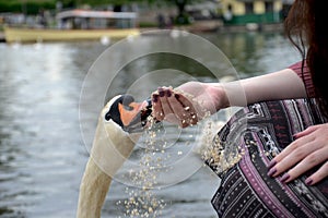 A Mute Swan Cygnus olor eating oats from a lady`s hand