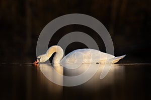 Mute swan, cygnus olor, Europe photo