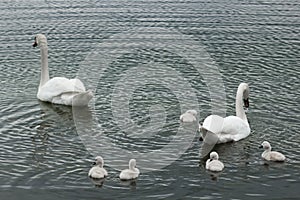 A mute swan (cygnus olor) family with two adults and five chicklets swimming together on calm dark water