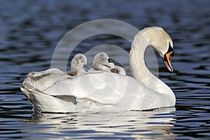 Mute swan, Cygnus olor photo