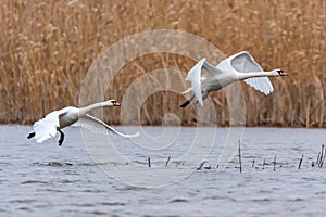 Mute swan or Cygnus olor flies over water