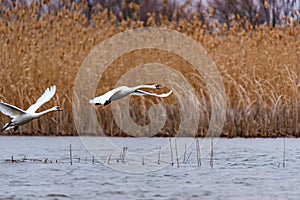 Mute swan or Cygnus olor flies over water