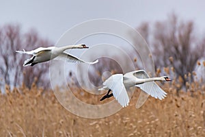 Mute swan or Cygnus olor flies over water