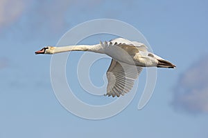 Mute Swan (Cygnus olor) In Flight