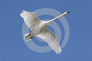 Mute Swan (Cygnus olor) In Flight photo