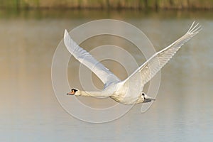 Mute Swan Cygnus olor in flight   above the water at sunset.