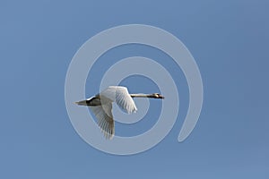 Mute swan cygnus olor during flight blue sky