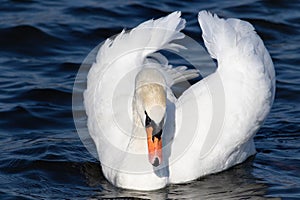 Mute swan, Cygnus olor. A gorgeous male floats down the river