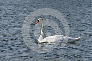 A Mute Swan Cygnus olor head swimming in a lake photo
