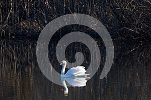 Mute swan  Cygnus olor at lake.