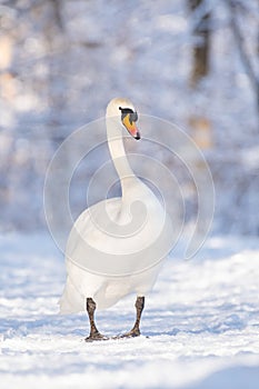 Mute swan (Cygnus olor) a large water bird, an adult bird with white plumage walks on the snow at the shore of the lake.