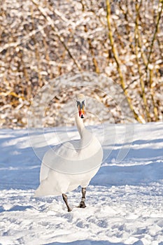 Mute swan (Cygnus olor) a large water bird, an adult bird with white plumage walks on the snow at the shore of the lake.