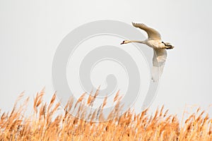 Mute swan - Cygnus olor - A large water bird with a long neck, white plumage and an orange beak flies over a reed on a sunny