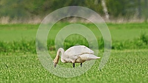 Mute swan - Cygnus olor - a large water bird with white plumage and orange beak and a long neck, the swan walks on the green grass