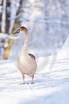 Mute swan (Cygnus olor) a large water bird, a young bird with brown plumage walks on the snow at the shore of the lake.