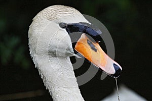 Mute Swan, Cygnus olor, Large Waterfowl Lakeland Bird