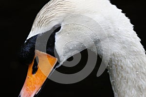 Mute Swan, Cygnus olor, Large Waterfowl Lakeland Bird