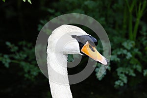 Mute Swan, Cygnus olor, Large Waterfowl Lakeland Bird