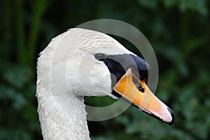 Mute Swan, Cygnus olor, Large Waterfowl Lakeland Bird