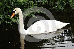 Mute Swan, Cygnus olor, Large Waterfowl Lakeland Bird