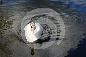 Mute Swan (Cygnus olor) on Leeds Liverpool Canal, East Marton, Craven District, North Yorkshire, England, UK