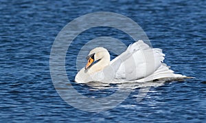 Mute swan, Cygnus olor. The male ducks his head to his body and swims down the river to chase away his rival